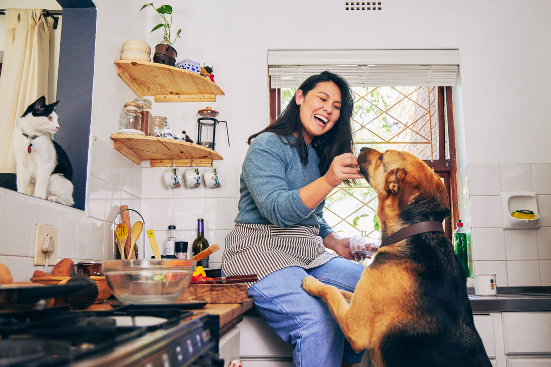 What Is the Best Dog Food for German Shepherds?