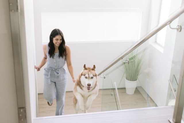 Simple Dog-Friendly Travel Tips