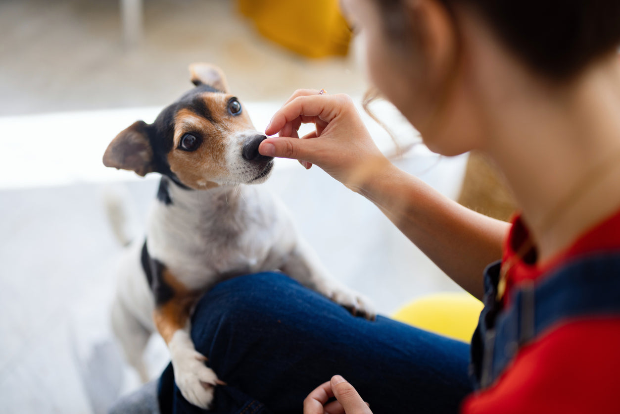 How Do You Know If Your Dog Has a Dental Problem?