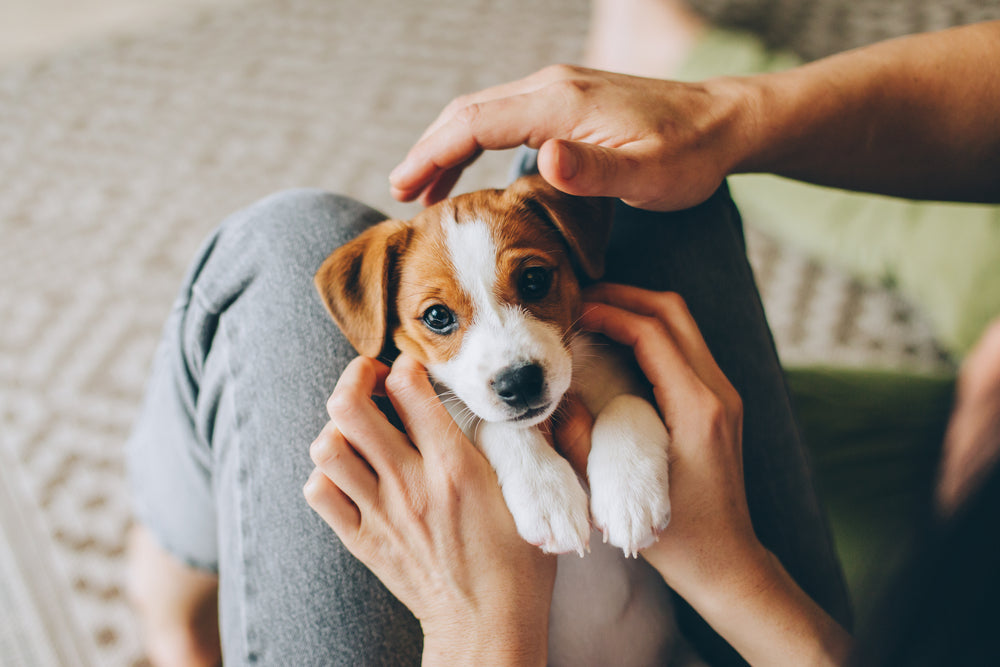The Ultimate Guide for First-Time Dog Owners