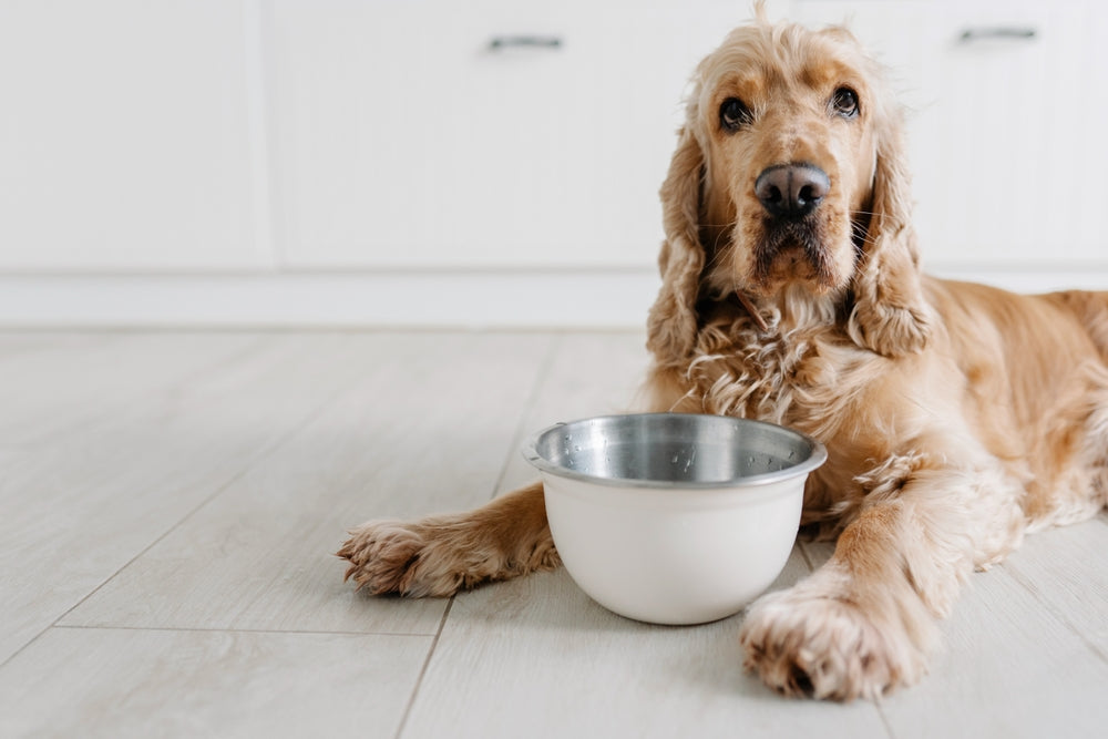 Should You Feed Your Dog a Raw Food Diet?